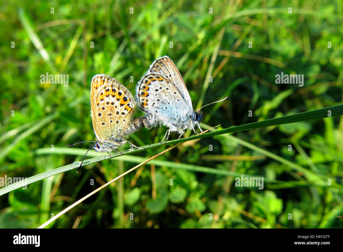 Blue (Polyommatus icarus commun), la copulation, Allemagne Banque D'Images