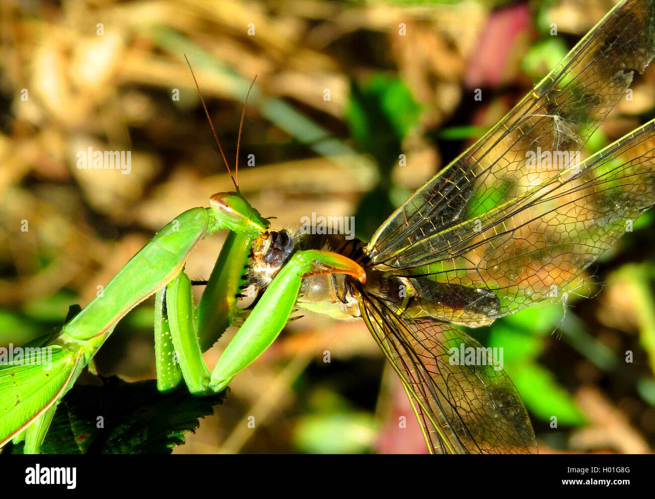 (Mantis religiosa Europaeische Gottesanbeterin), frisst Libelle, Spanien | prédateurs européens (Mantis Mantis religiosa), l'alimentation o Banque D'Images