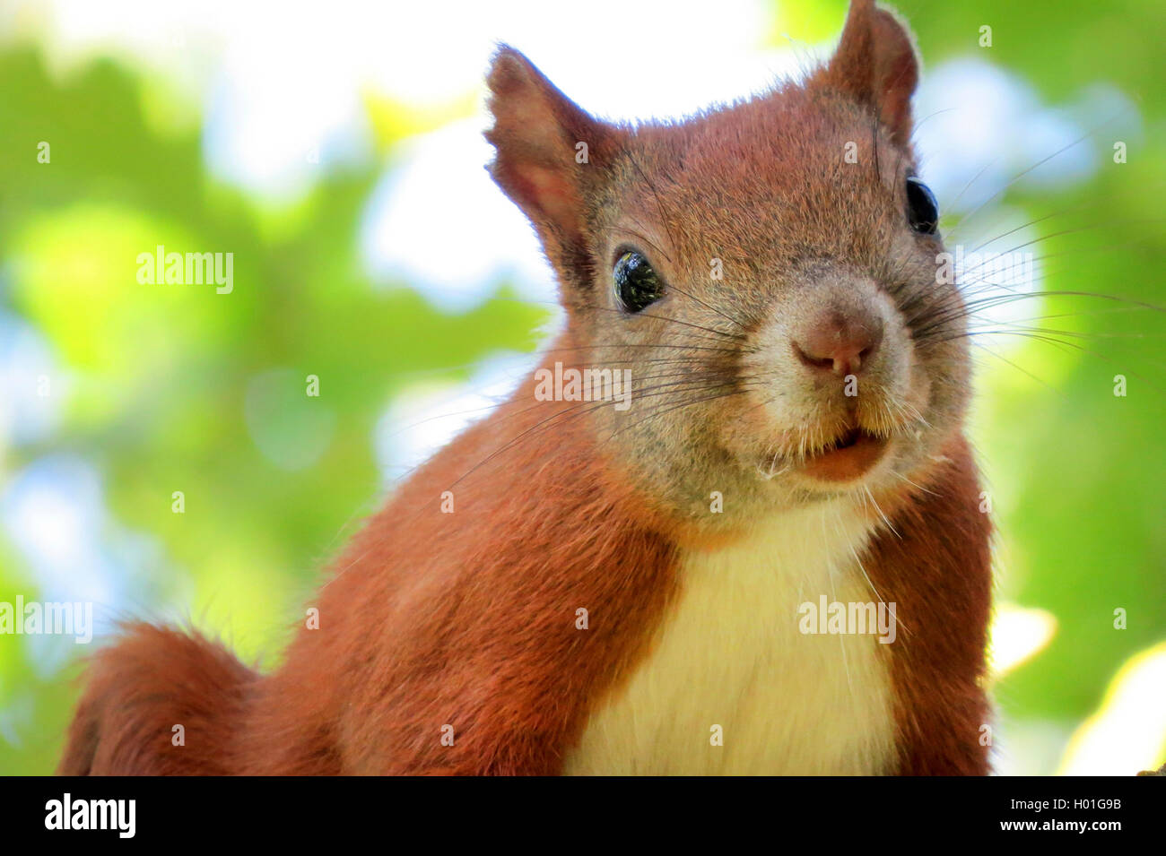 L'écureuil roux européen eurasien, l'écureuil roux (Sciurus vulgaris), courious, Allemagne Banque D'Images