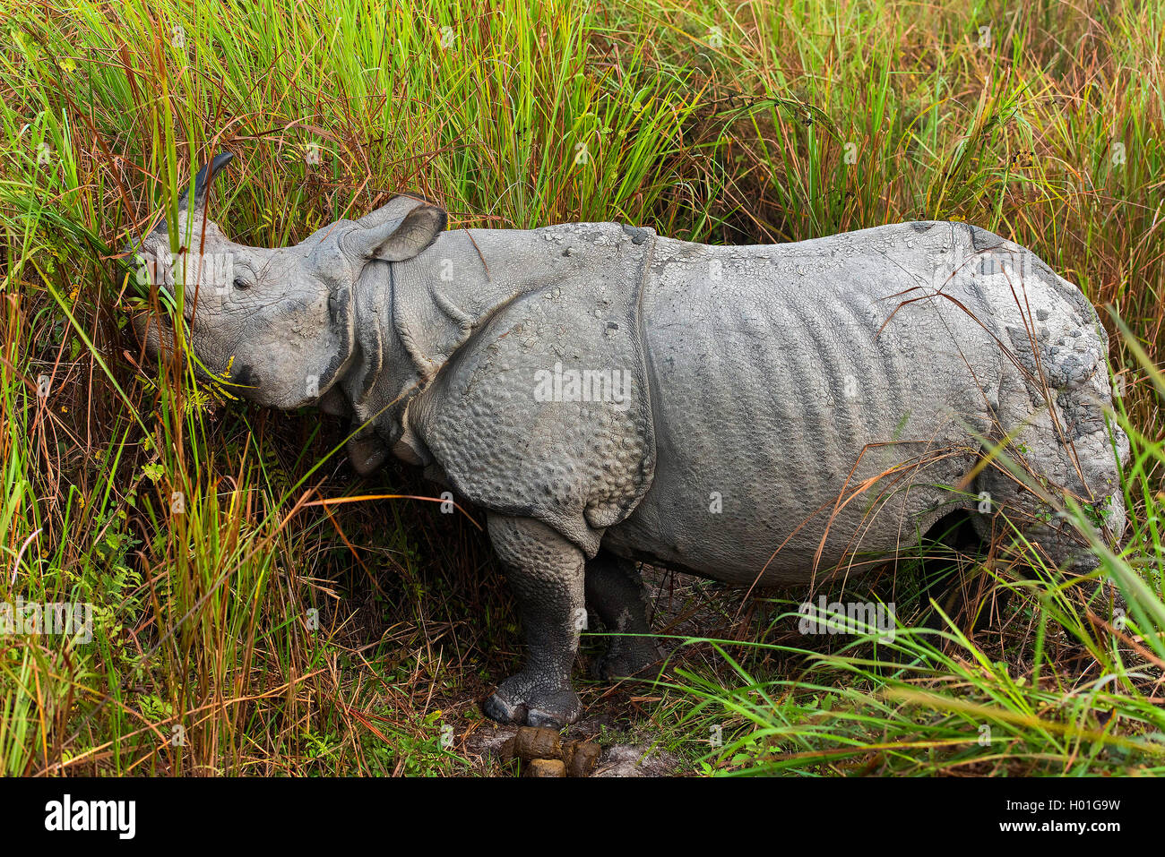 Société Indisches take away Panzernashorn Panzernashorn Panzer-Nashorn,, (Rhinoceros unicornis), beim Fressen, Indien, de l'Assam, Nationalpa Kaziranga Banque D'Images