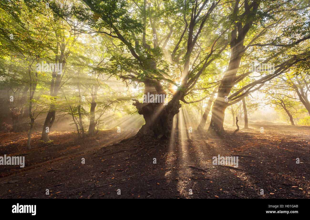 Vieil arbre magique avec les rayons du soleil le matin. Forêt dans le brouillard. Paysage coloré avec des forêts de brouillard, soleil, feuilles vertes Banque D'Images