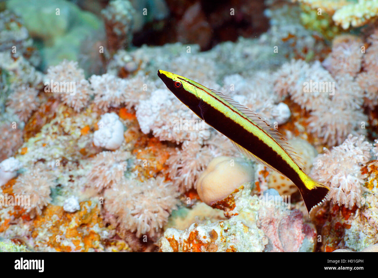 À bandes étroites rainbowfish, le phoque annelé, napoléons, Ringwrasse Hologymnosus annulatus napoléon (anneau), juvénile, l'Égypte, Mer Rouge, Hurghada Banque D'Images