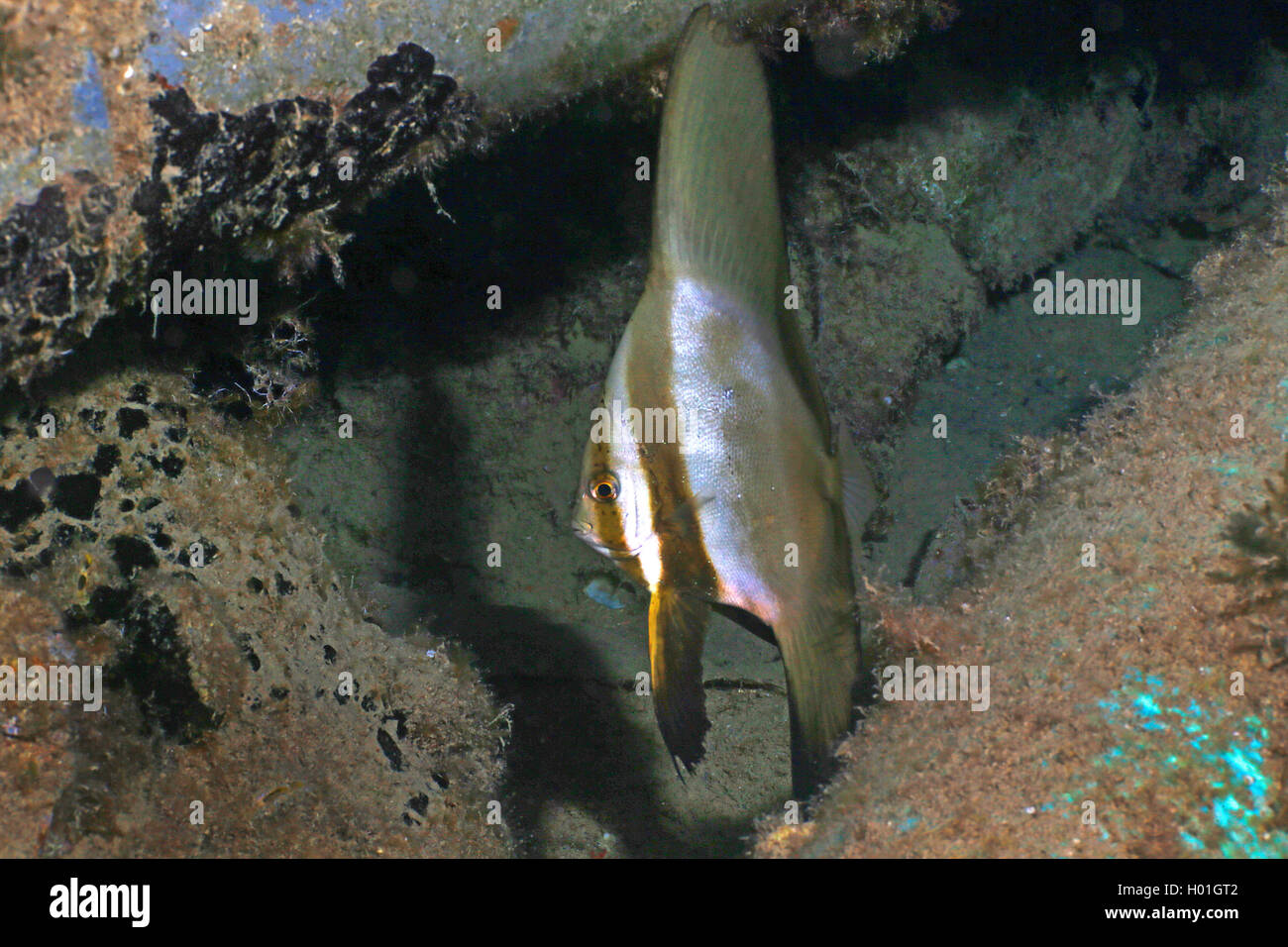 Orbicular batfish (Platax orbicularis) cf., juvénile, l'Égypte, Mer Rouge, Hurghada Banque D'Images