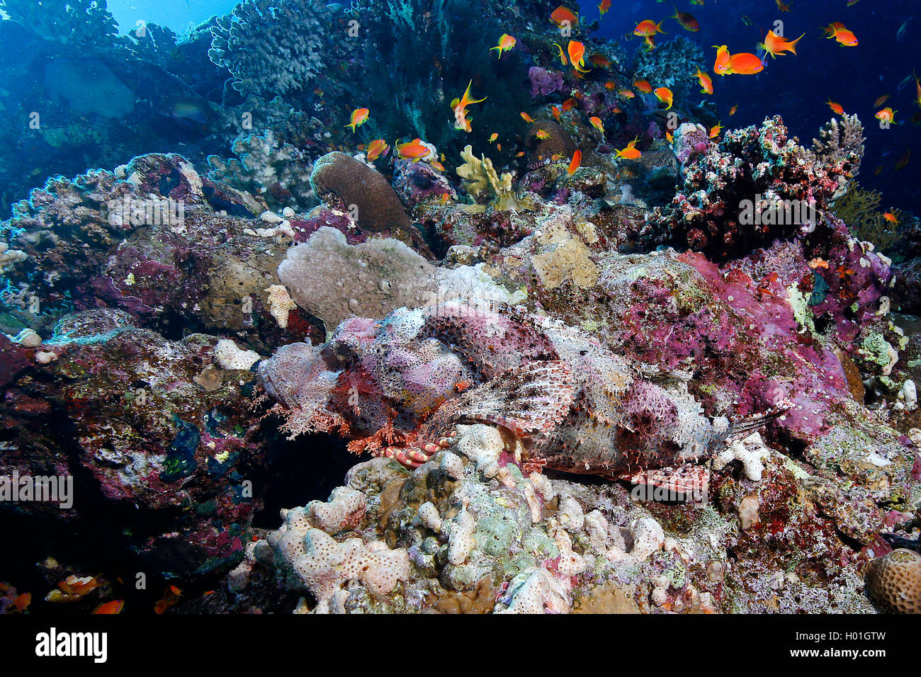 (Scorpaenopsis oxycephala poisson scorpion à pampilles), à Coral Reef, l'Égypte, Mer Rouge, Hurghada Banque D'Images