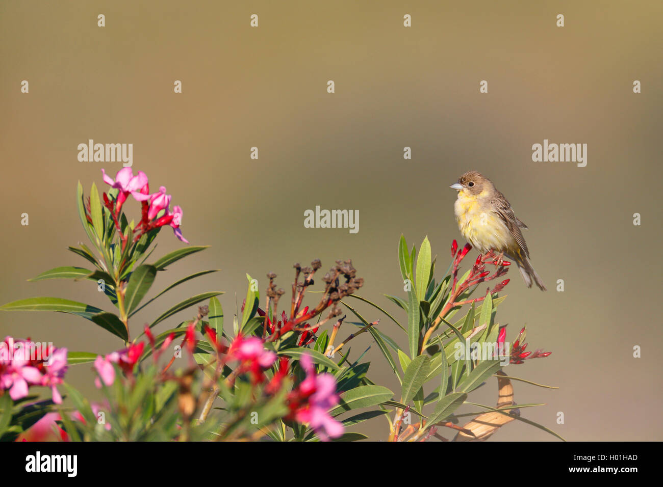 À tête noire (Emberiza melanocephala), femme est assise sur un buisson d'oléandre, Grèce, Lesbos Banque D'Images