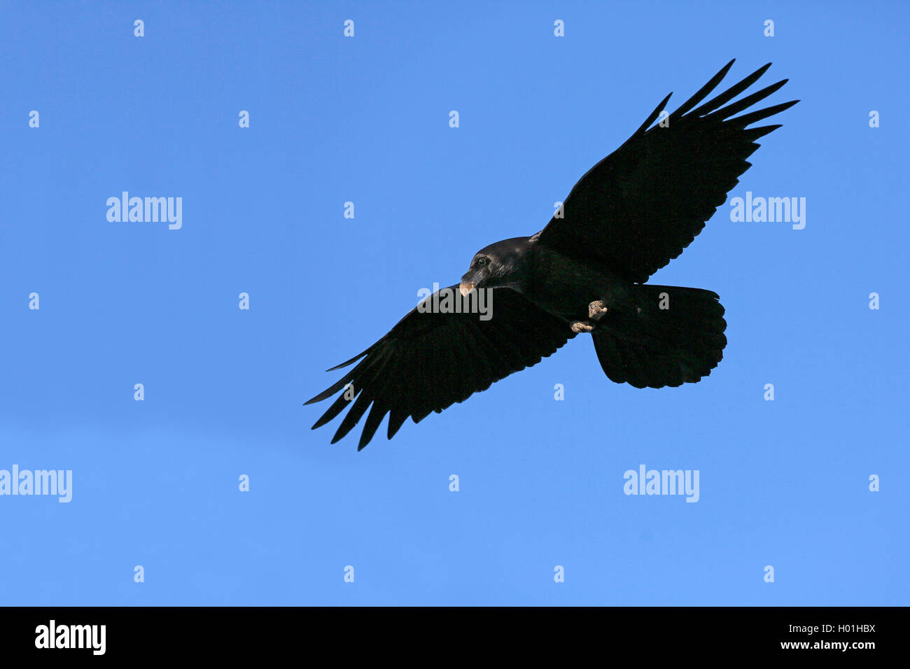 Kolk Rabe Kolk rabe Banque de photographies et d’images à haute résolution - Alamy