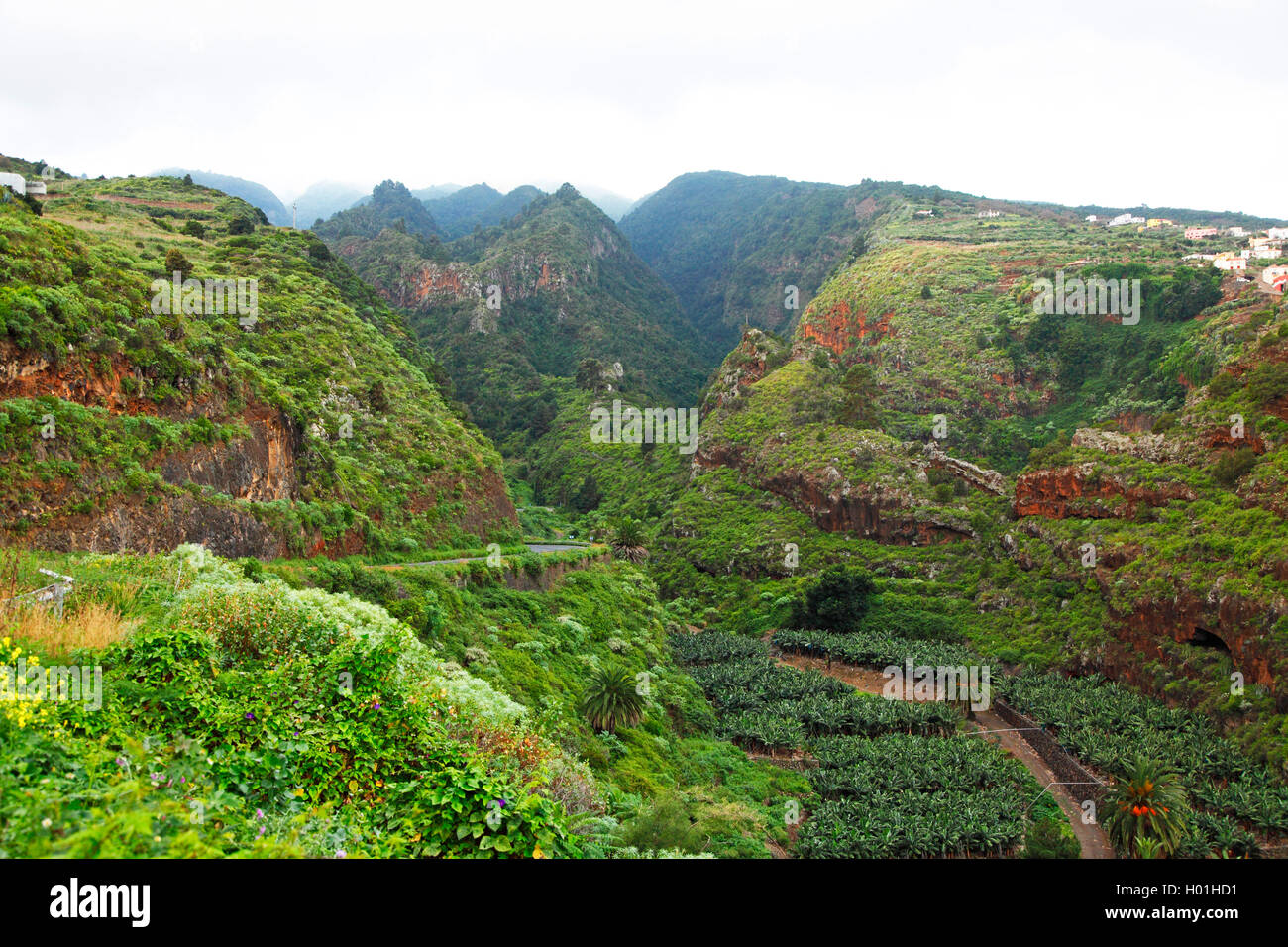 Forêt de lauriers dans les montagnes près de la Galga, Canaries, La Palma Banque D'Images