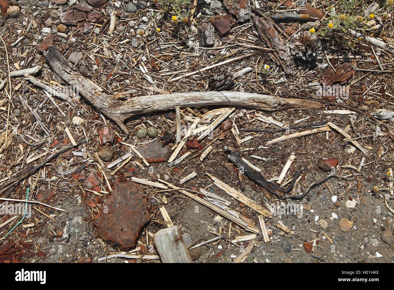 Kentish Plover (Charadrius alexandrinus), l'embrayage à la plage, Grèce, Lesbos Banque D'Images