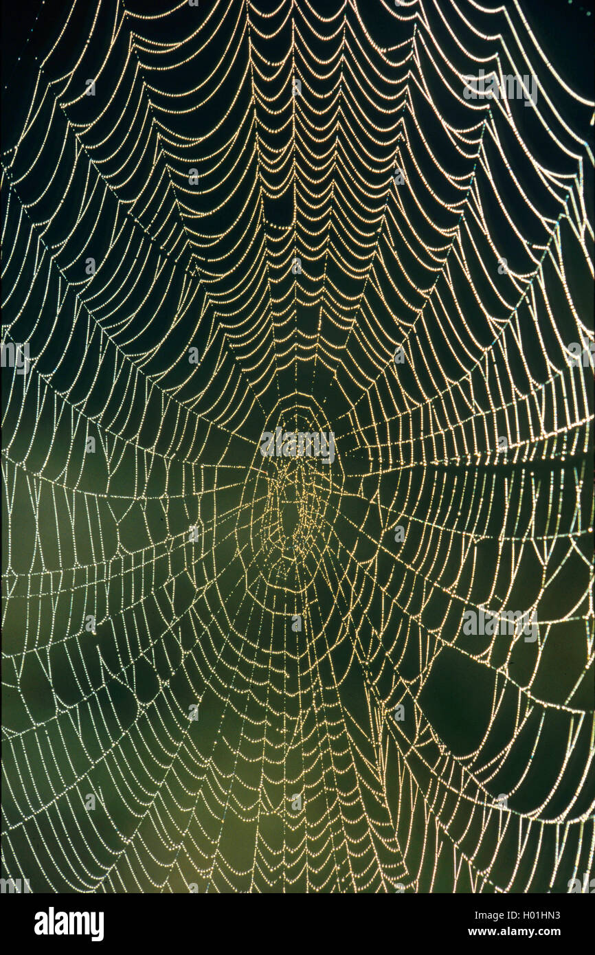 Im Gegenlicht Spinnennetz mit Tautropfen, Surrey, Gueldre, Veluwezoom Nationalpark | araignée avec dewdrops contre l Banque D'Images