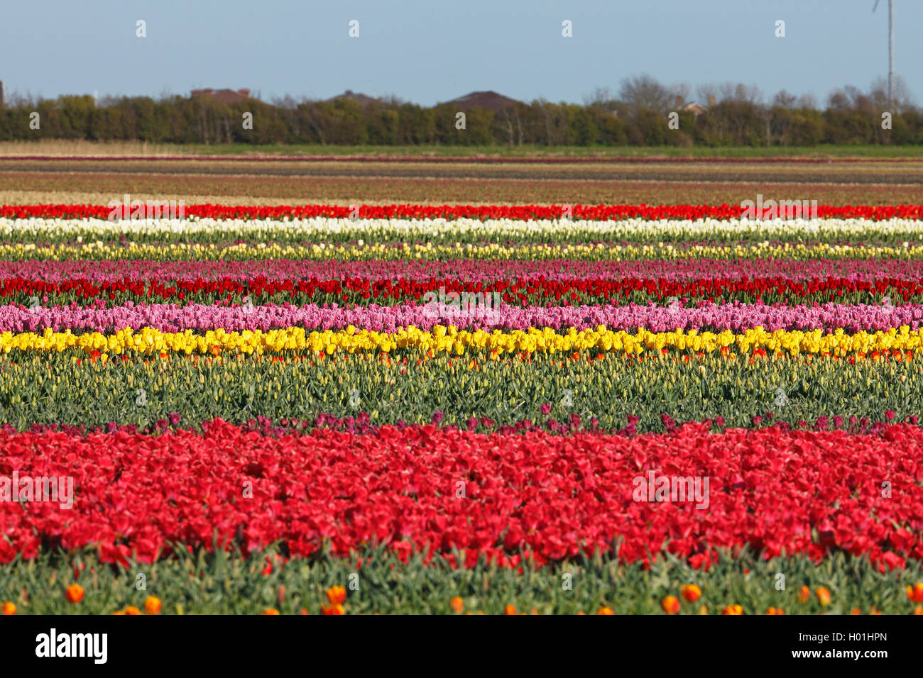 Champs de tulipes près de Petten, Pays-Bas, nord des Pays-Bas Banque D'Images
