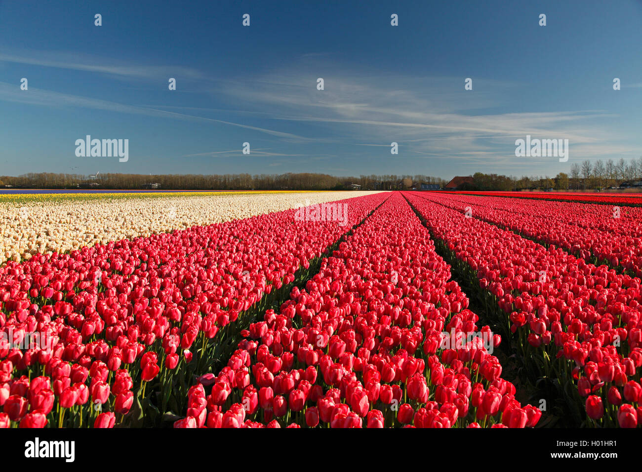 Champs de tulipes près de Petten, Pays-Bas, nord des Pays-Bas Banque D'Images