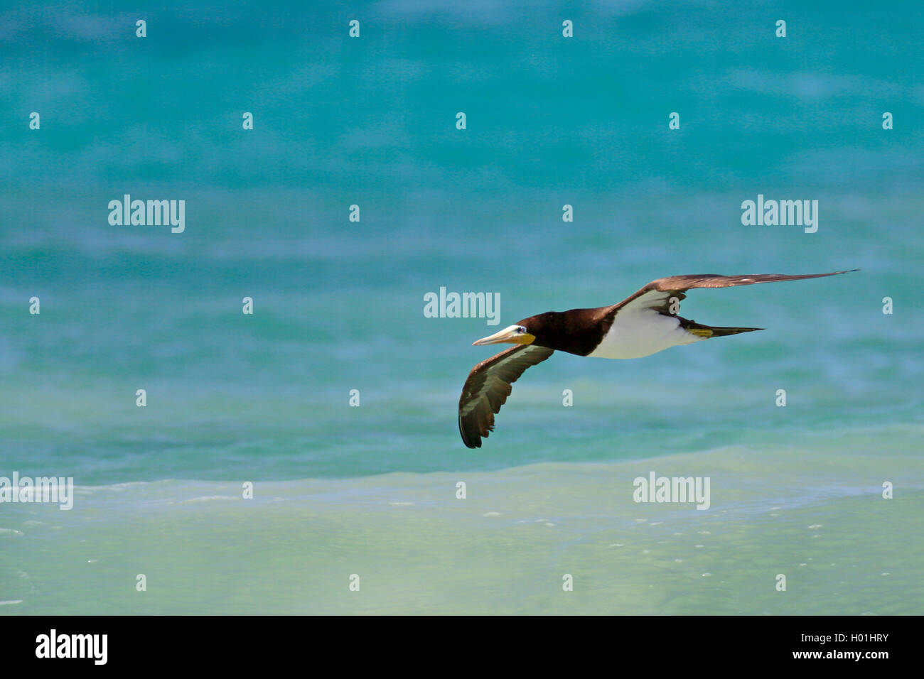 Fou brun (Sula leucogaster), volant au-dessus de la mer, Cap Vert, le Boavista Banque D'Images