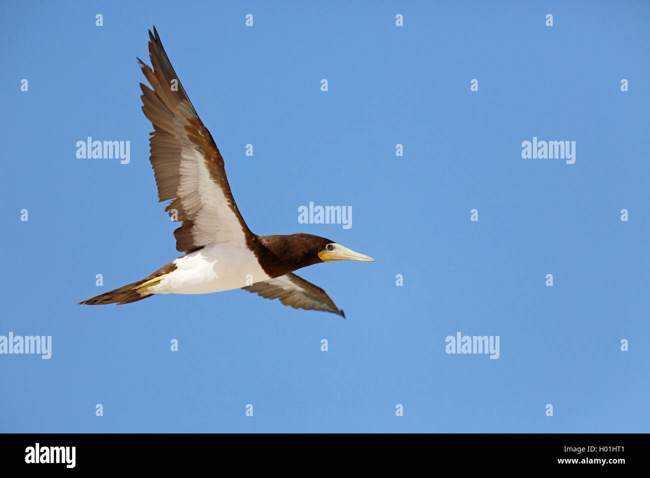 Fou brun (Sula leucogaster), en vol, Cap Vert, le Boavista Banque D'Images