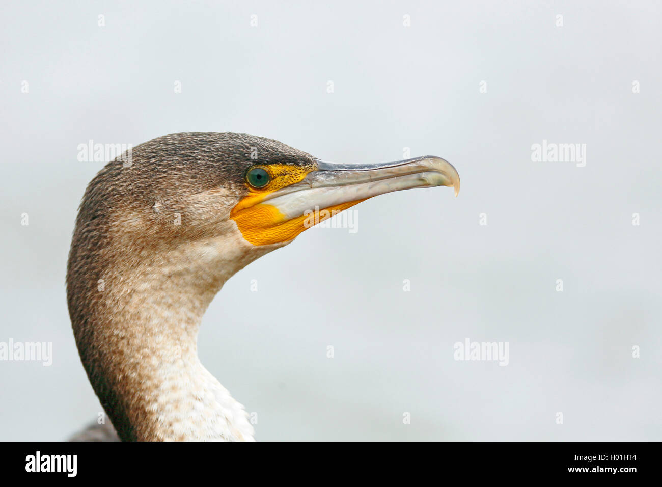 White-breasted cormorant (Phalacrocorax lucidus), plumage juvénile, tête portrait, Afrique du Sud, Western Cape, Wilderness National Park Banque D'Images