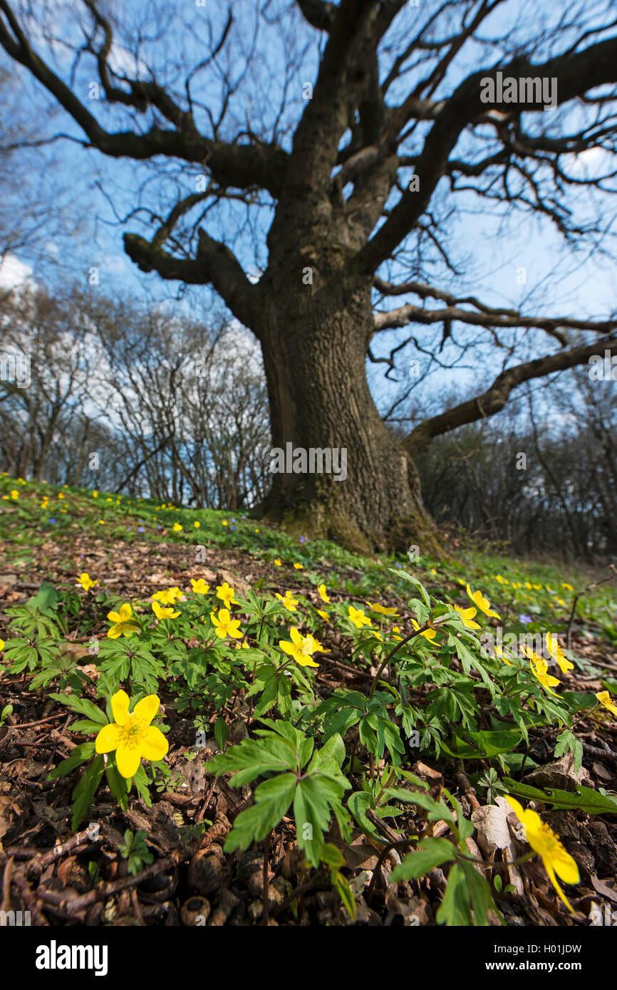 Anémone jaune, jaune anémone des bois, anémone renoncule (Anemone  ranunculoides), blooming, chêne en arrière-plan, l'Allemagne, Rhénanie du  Nord-Westphalie Photo Stock - Alamy