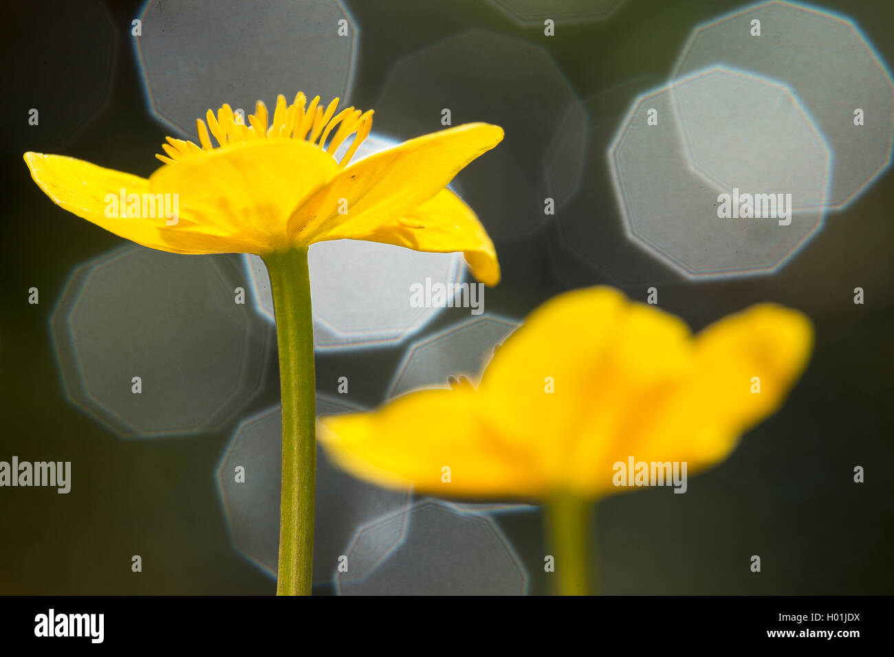 Sumpf-Dotterblume, Sumpfdotterblume (Caltha palustris), im Gegenlicht Blueten mit Sonnenreflexen, Deutschland, NRW | marsh la mémoire de Banque D'Images
