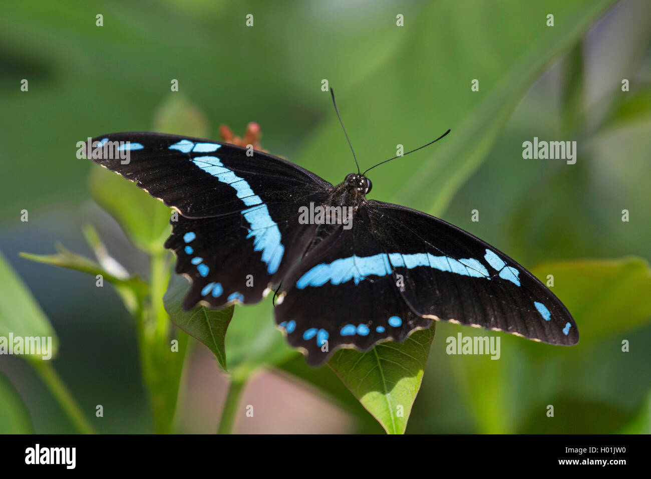 À bandes vertes à bandes étroites, machaon machaon vert d'Afrique, le Papilio nireus), assis sur une feuille, vue de dessus, de l'Afrique Banque D'Images