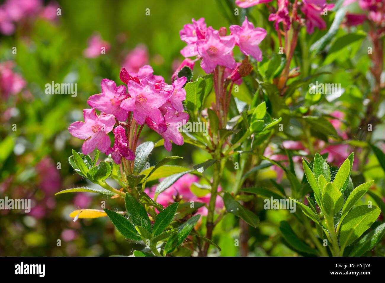 Rose des alpes velu (Rhododendron hirsutum), blooming, Allemagne Banque D'Images