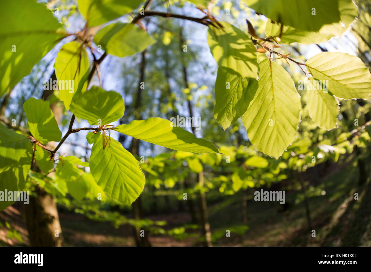 Le hêtre commun (Fagus sylvatica), les jeunes feuilles iun rétroéclairage, Allemagne Banque D'Images