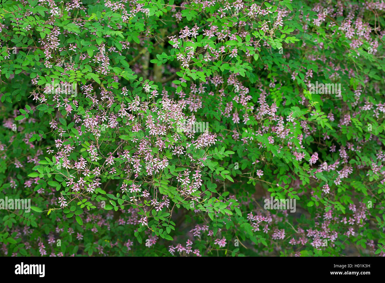 Fleur rose fleur rose, Indigo, indigo Indigo (Indigofera amblyantha chinois), blooming Banque D'Images