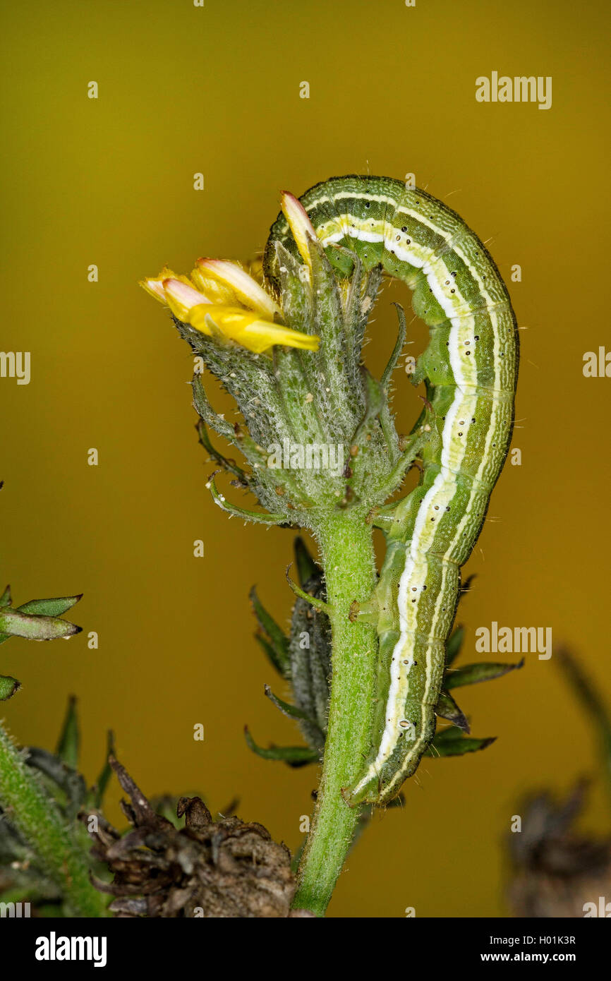 Heliothis viriplaca marbrée (trèfle, Heliothis dipsacea), Caterpillar, oxtongue rss Allemagne Banque D'Images