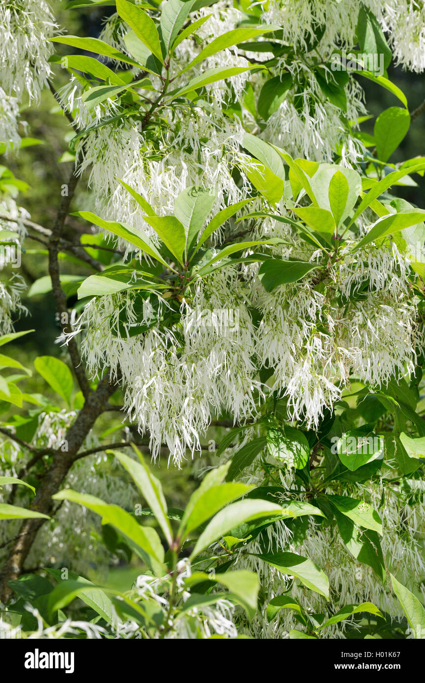 Amaerican Fringe Tree, Blanc (fringetree Chionanthus virginica, Chionanthus virginicus), blooming Banque D'Images