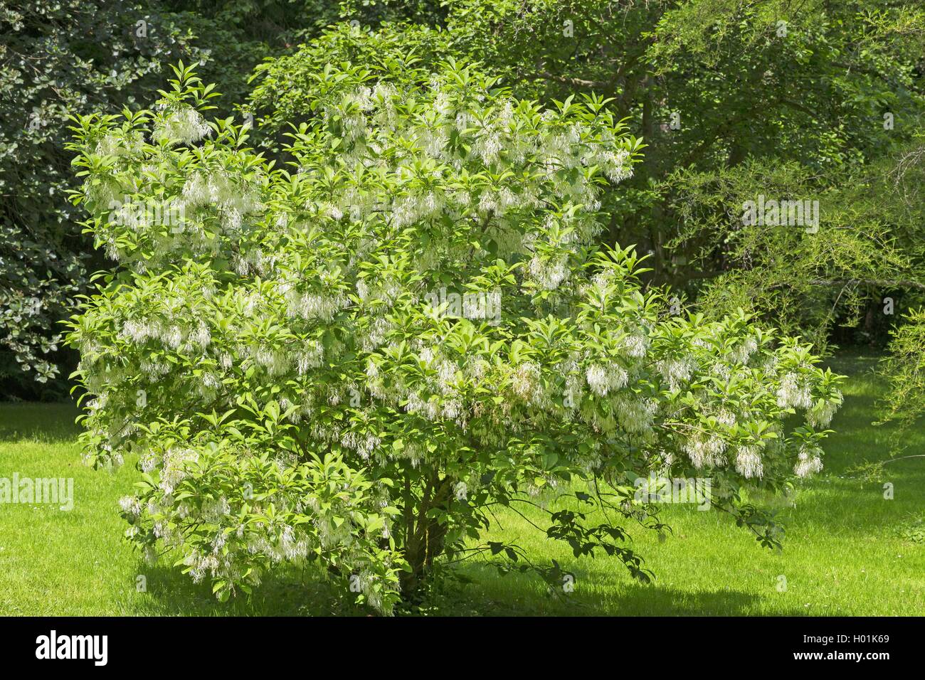 Amaerican Fringe Tree, Blanc (fringetree Chionanthus virginica, Chionanthus virginicus), blooming Banque D'Images
