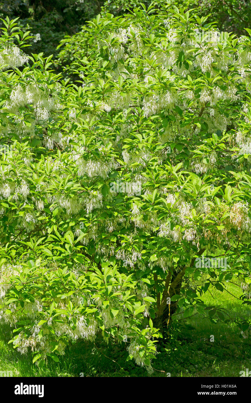 Amaerican Fringe Tree, Blanc (fringetree Chionanthus virginica, Chionanthus virginicus), blooming Banque D'Images