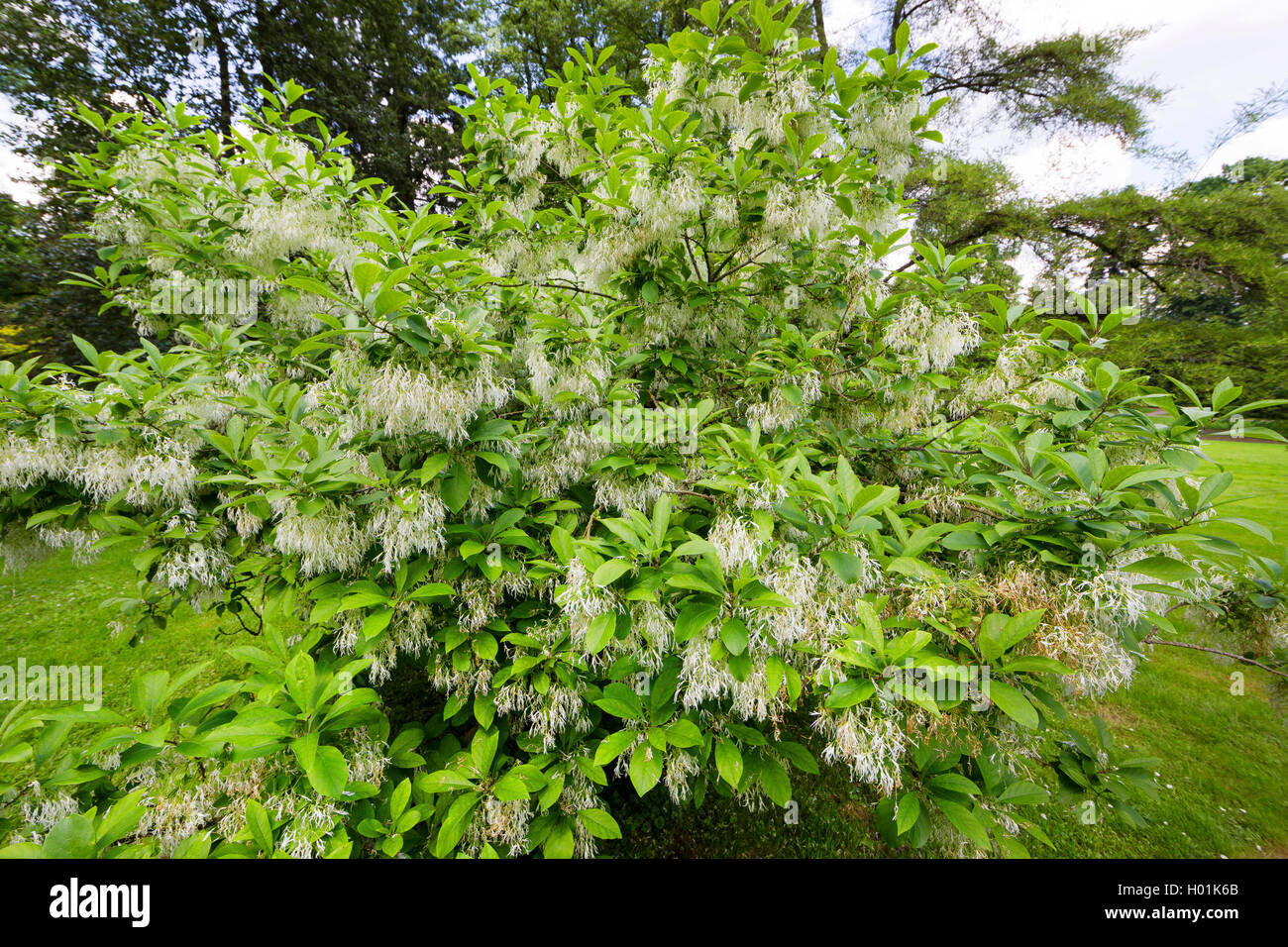 Amaerican Fringe Tree, Blanc (fringetree Chionanthus virginica, Chionanthus virginicus), blooming Banque D'Images