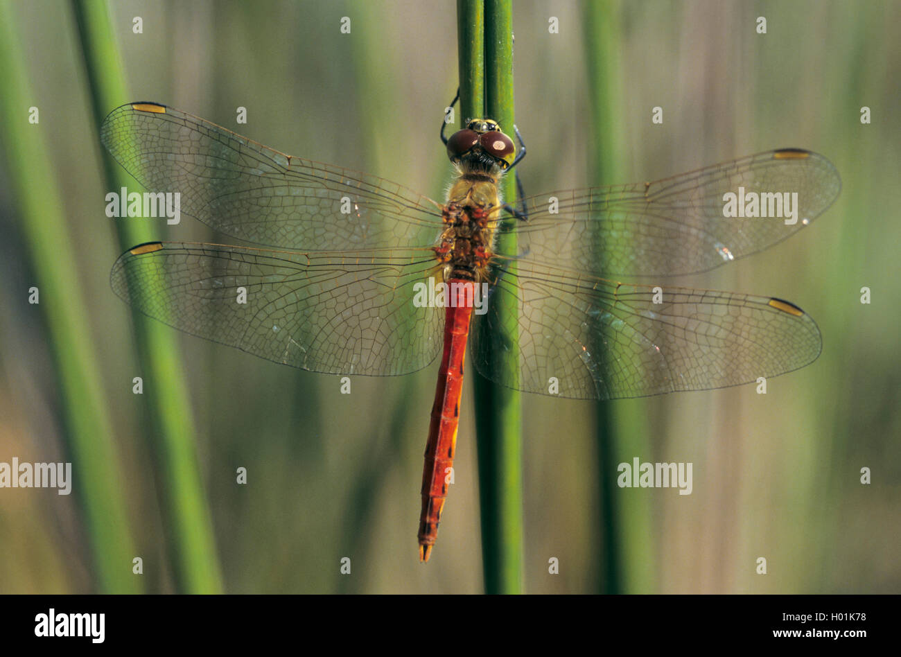 Orientale (Sympetrum sympetrum depressiusculum), homme à une tige, vue de dessus, Allemagne Banque D'Images