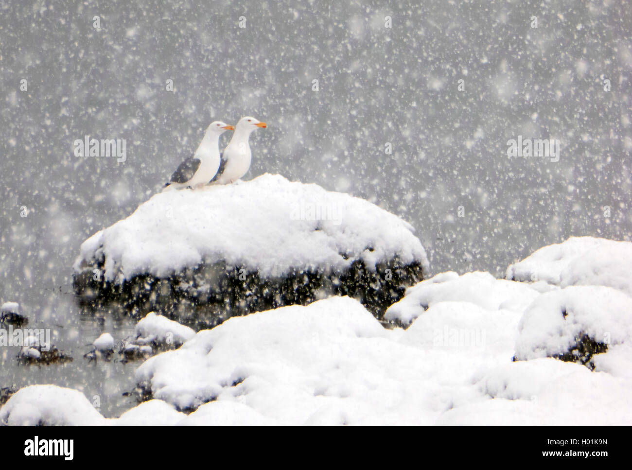 Goéland argenté (Larus argentatus), paire de goélands argentés dans la neige, de la Norvège, Troms Banque D'Images