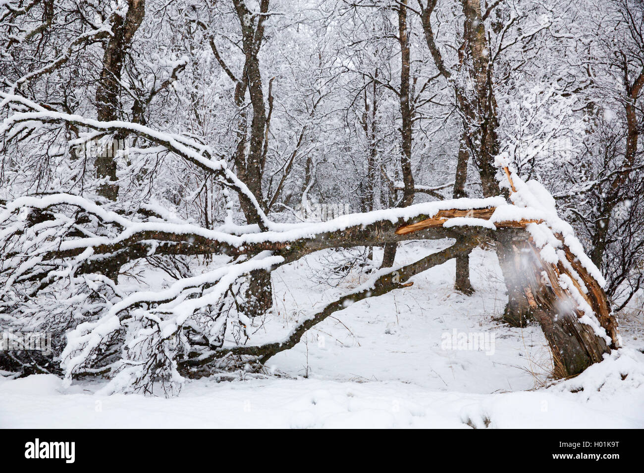 Séjours neige arbre, Norvège, Troms Banque D'Images