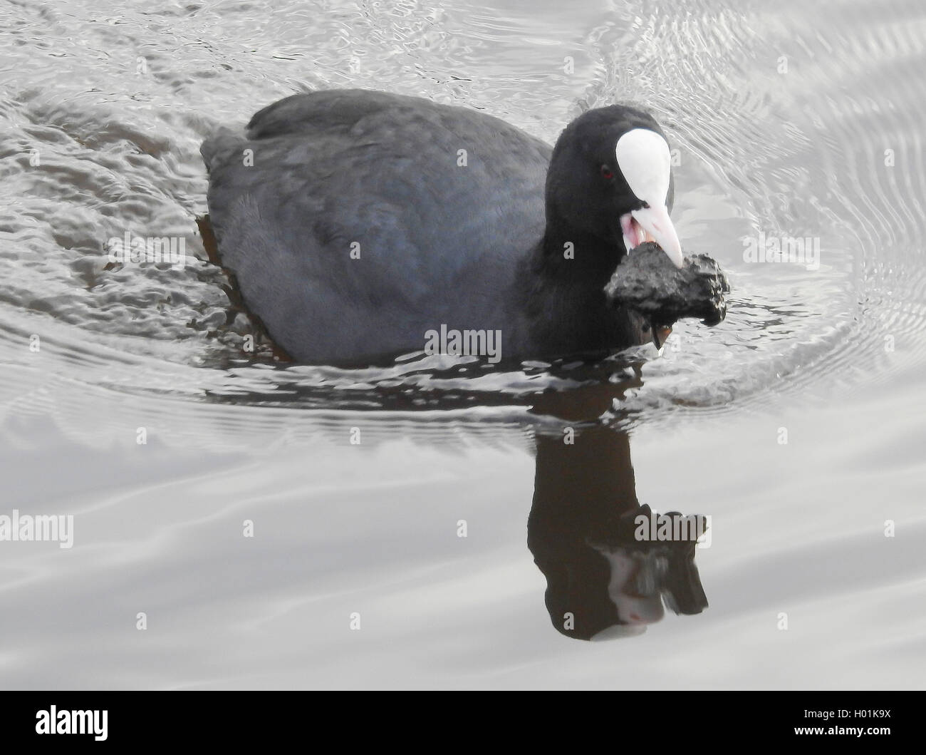 Black Foulque macroule (Fulica atra), avec de la nourriture dans son projet de loi, l'Allemagne, Hambourg Banque D'Images
