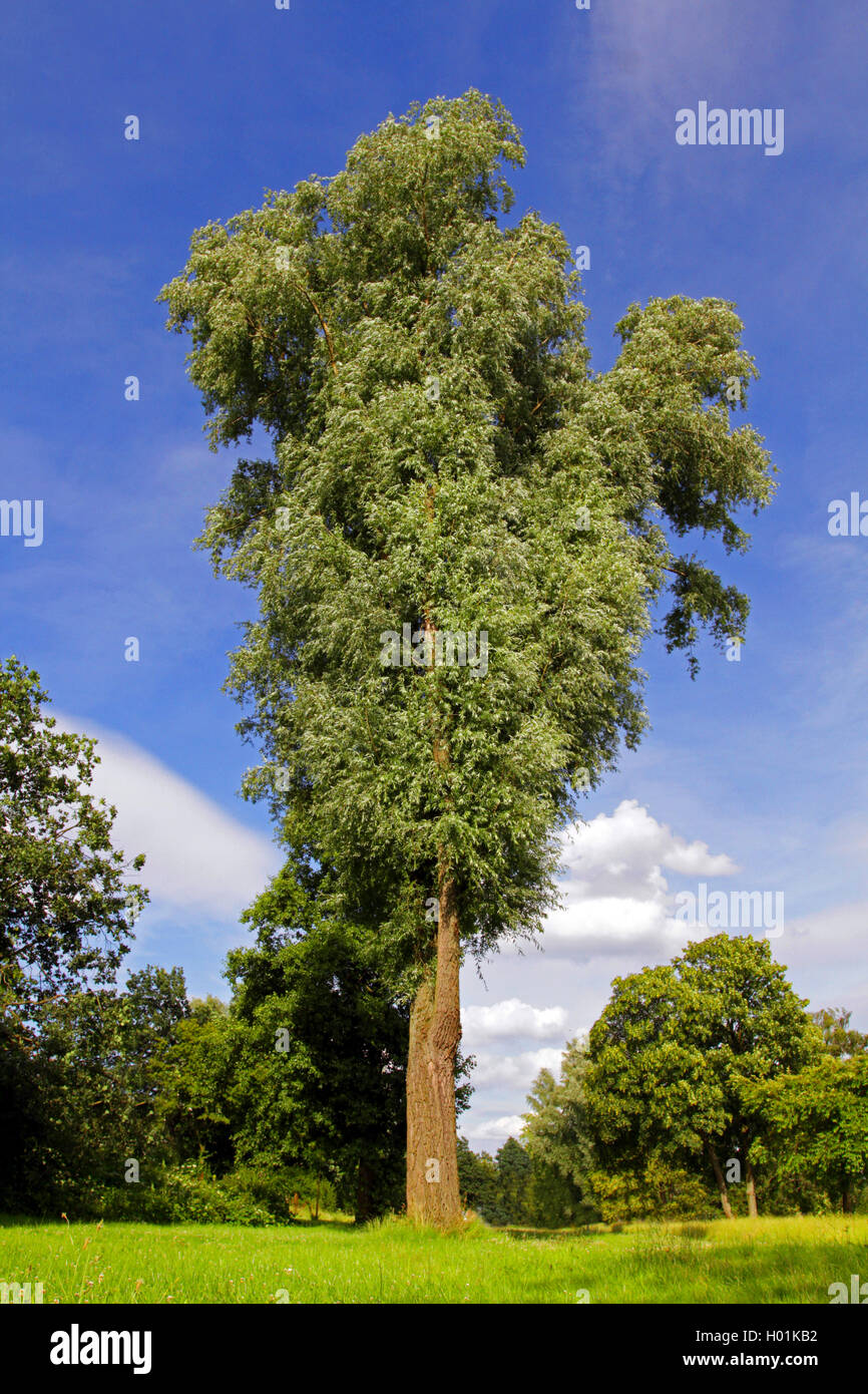 Le saule blanc (Salix alba), couper l'ancienne willow dans un parc, Allemagne Banque D'Images