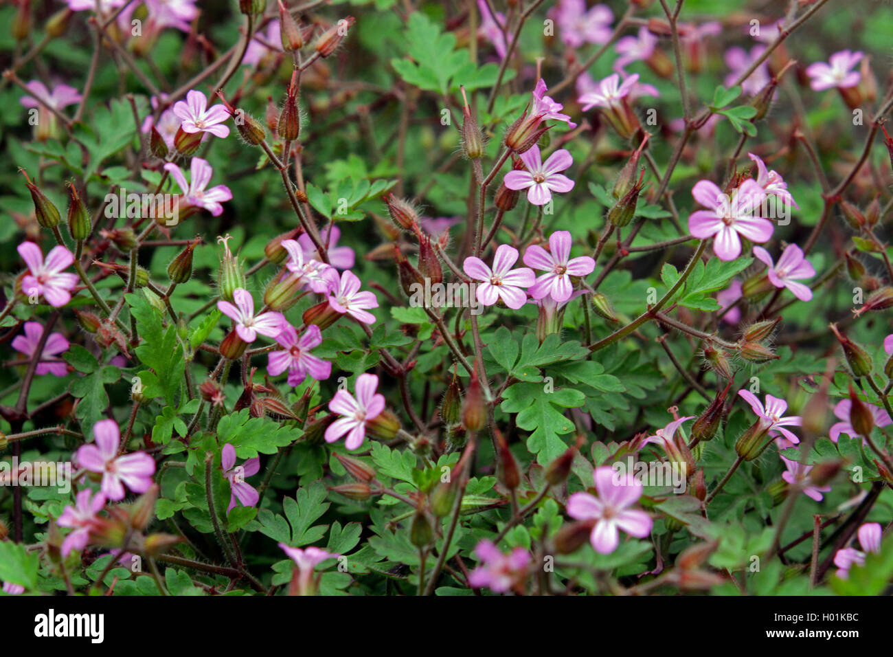 Herb Robert, Red Robin, la mort venir rapidement, Robert (Geranium robertianum géranium, Robertiella robertiana), blooming, Allemagne Banque D'Images