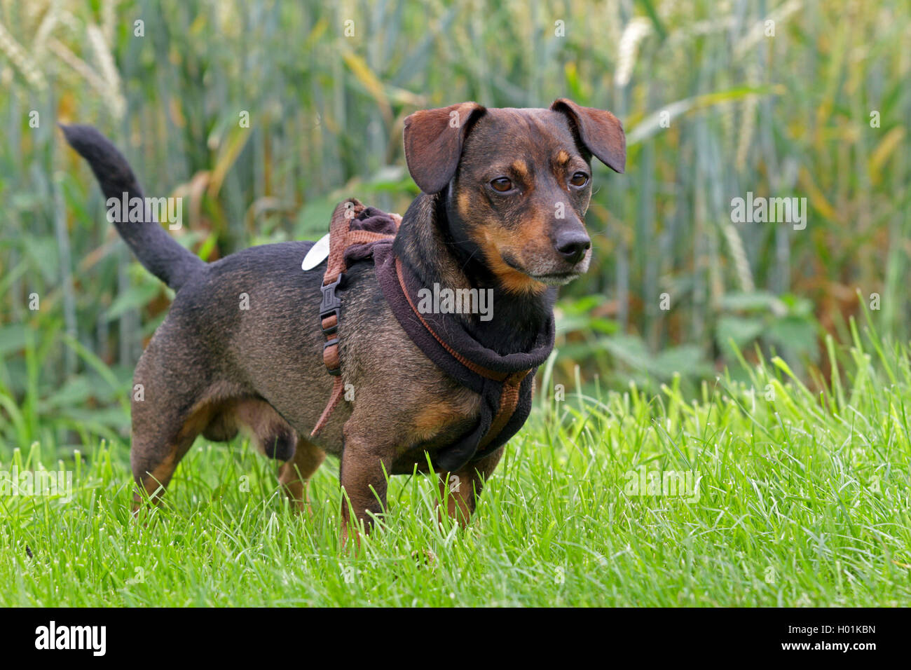 Dachshund dog, chien mâle dans un pré, Allemagne Banque D'Images