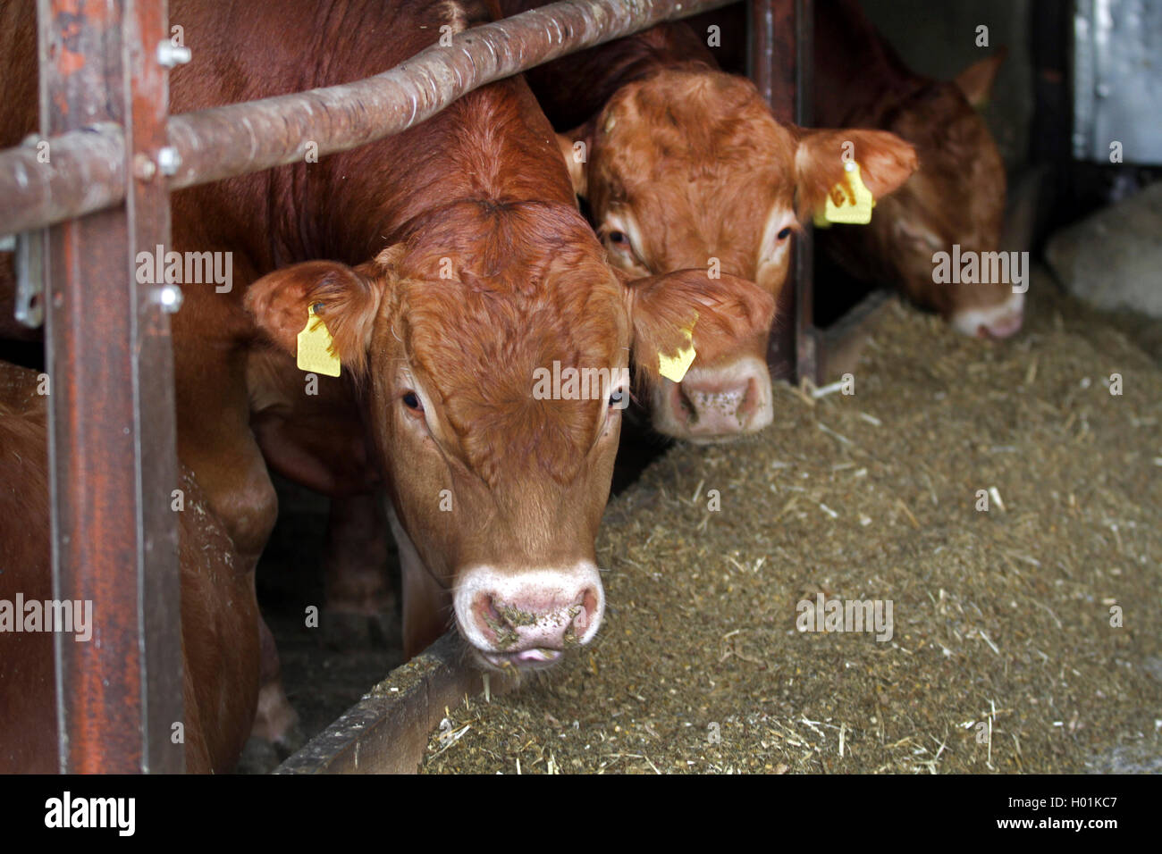 Limousin bovins, les bovins domestiques (Bos primigenius f. taurus), Limousin cattles manger dans l'étable, Allemagne Banque D'Images