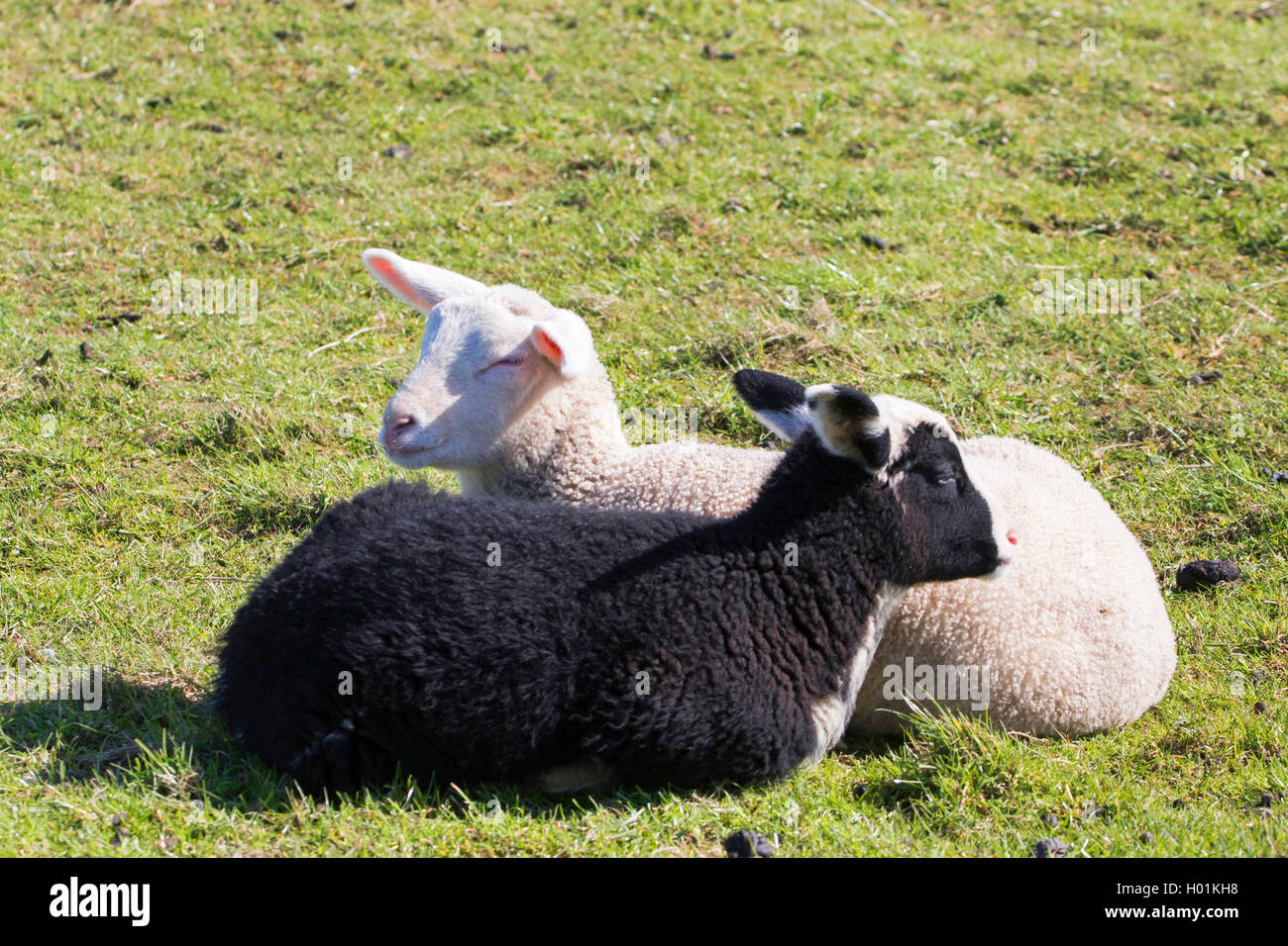Le mouton domestique (Ovis ammon aries. f), un noir et blanc un agneau couché ensemble sur un pâturage, Allemagne, Schleswig-Holstein, Hallig Hooge Banque D'Images