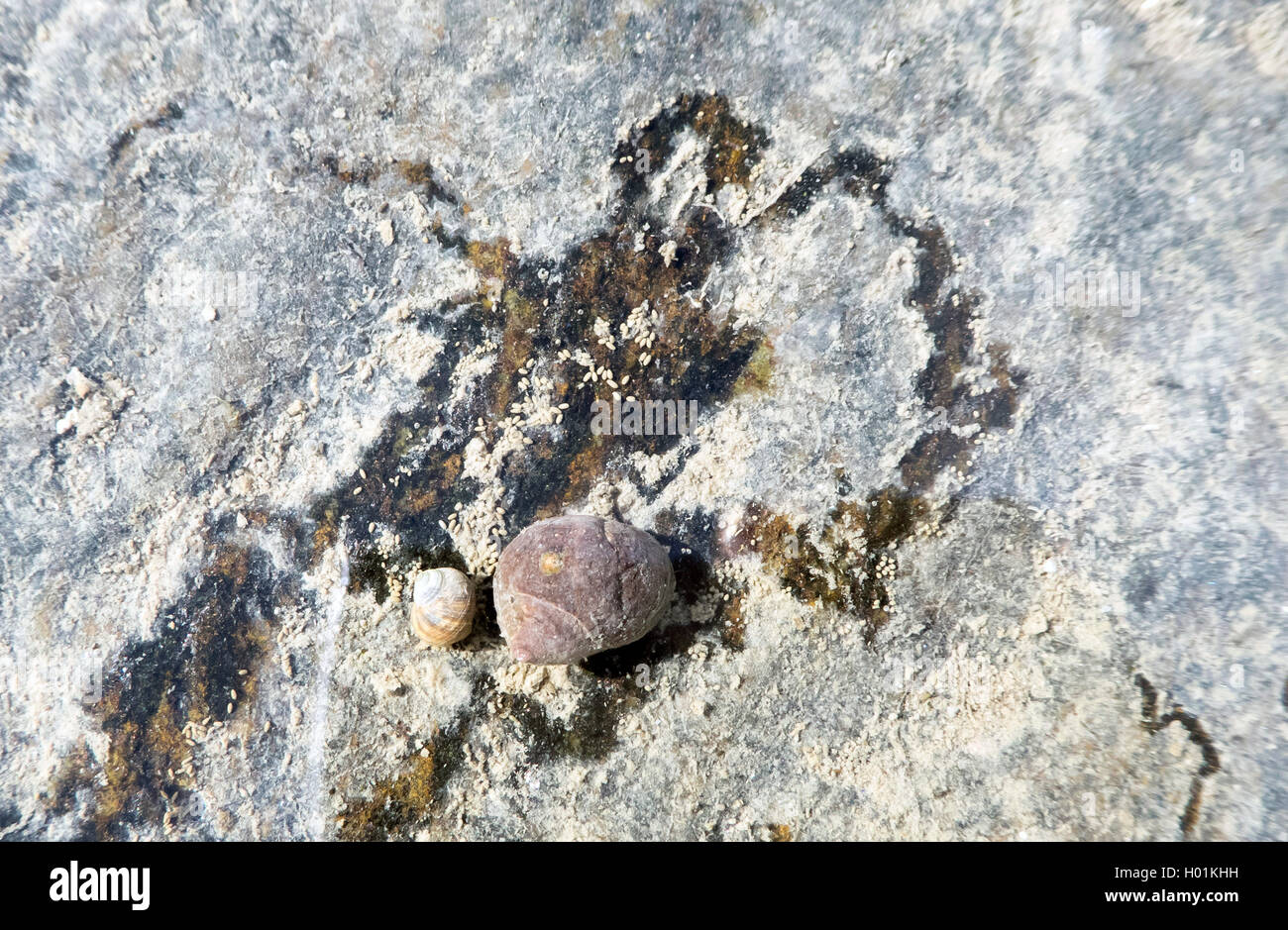 Bigorneaux, winkle winkle comestibles, commune (Littorina littorea), l'alimentation des traces à un rocher, l'Allemagne, Schleswig-Holstein, dans le Nord de la Frise, Hallig Hooge Banque D'Images