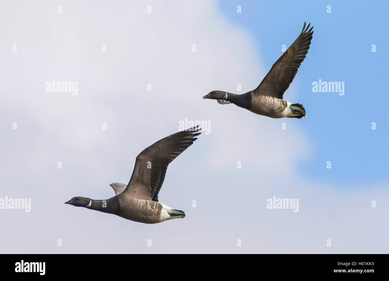 La Bernache cravant (Branta bernicla), couple en vol, vue de côté, l'Allemagne, Schleswig-Holstein Banque D'Images