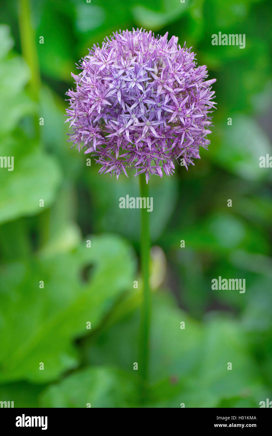 Oignon (Allium ornementales spec.), l'inflorescence, Germany Banque D'Images