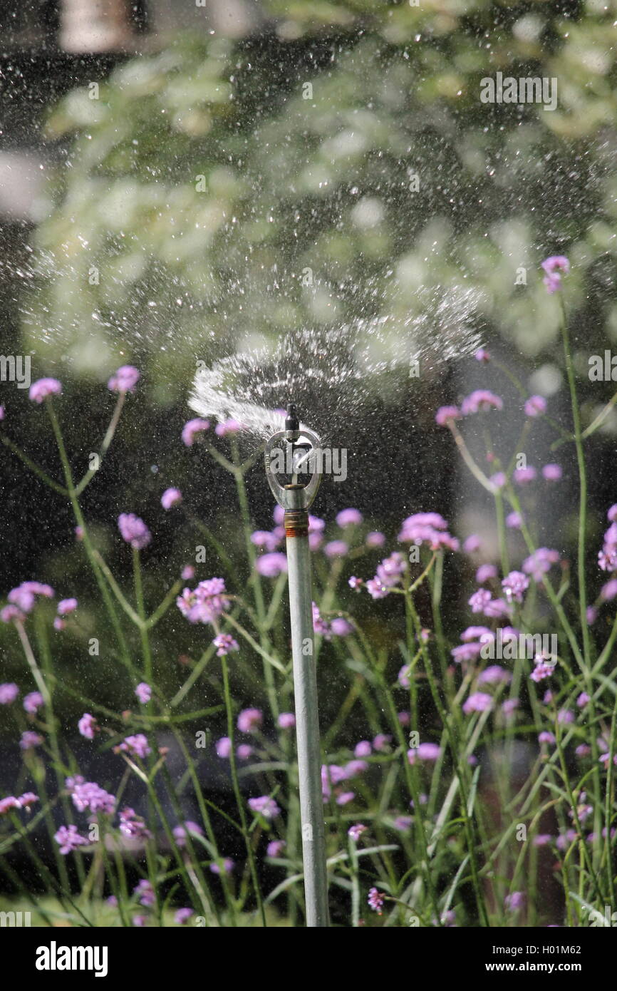 Garden sprinkler, irrigation, London park, Summertime, flexible, brouillard d'eau, arrosage, gazon, irrigation, l'eau sprinkleur Banque D'Images