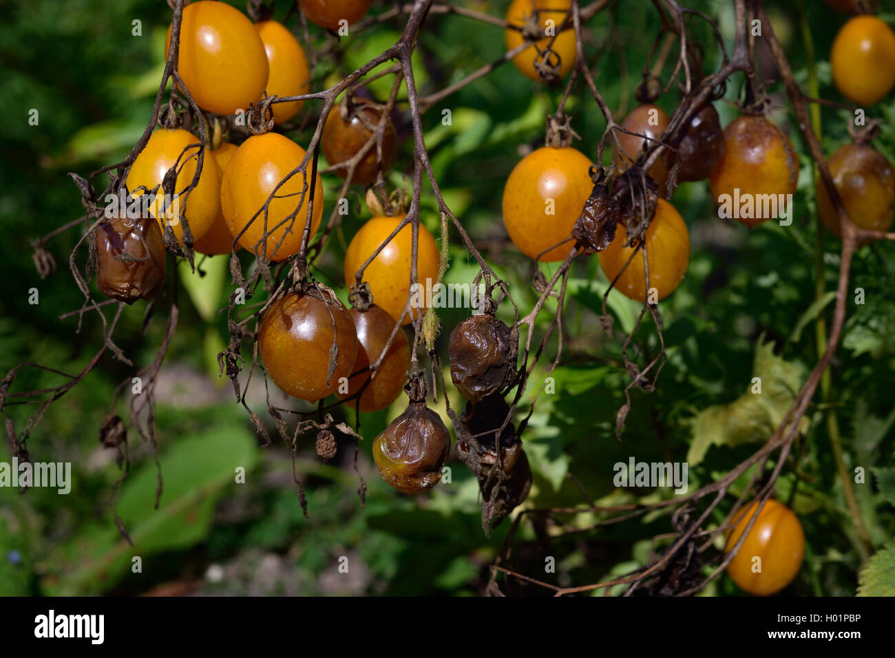 Maladies fongiques - tomate mildiou (Phytophthora infestans). Pourriture brune des tomates de plein air dans un jardin. Banque D'Images
