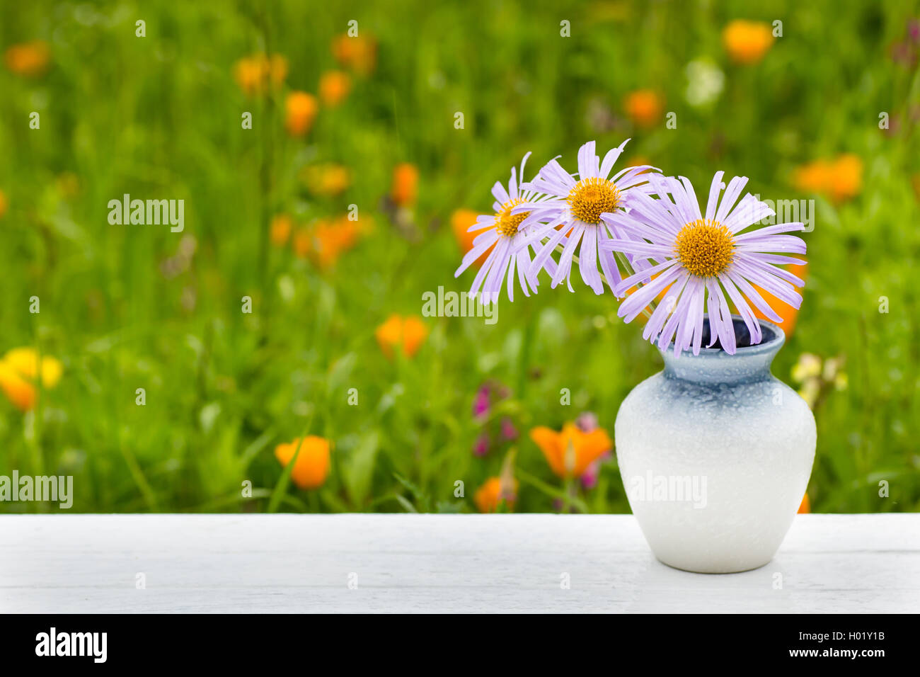 Vase avec fleurs daisy bleu Banque D'Images Vase avec fleurs daisy bleu Banque D'Images