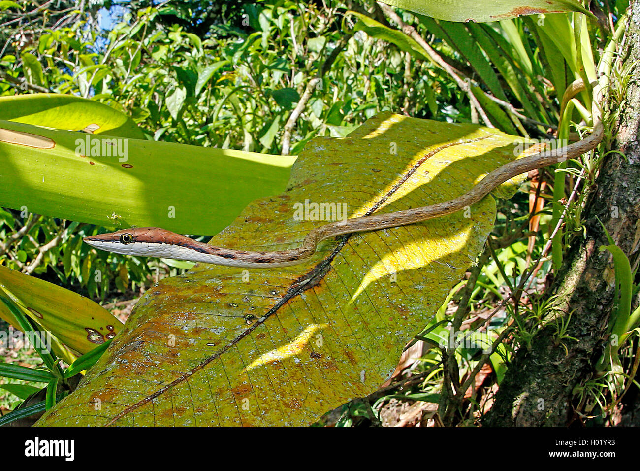 Serpent de vigne mexicaine, Brown Serpent de vigne (Oxybelis aeneus), Portrait, Costa Rica Banque D'Images