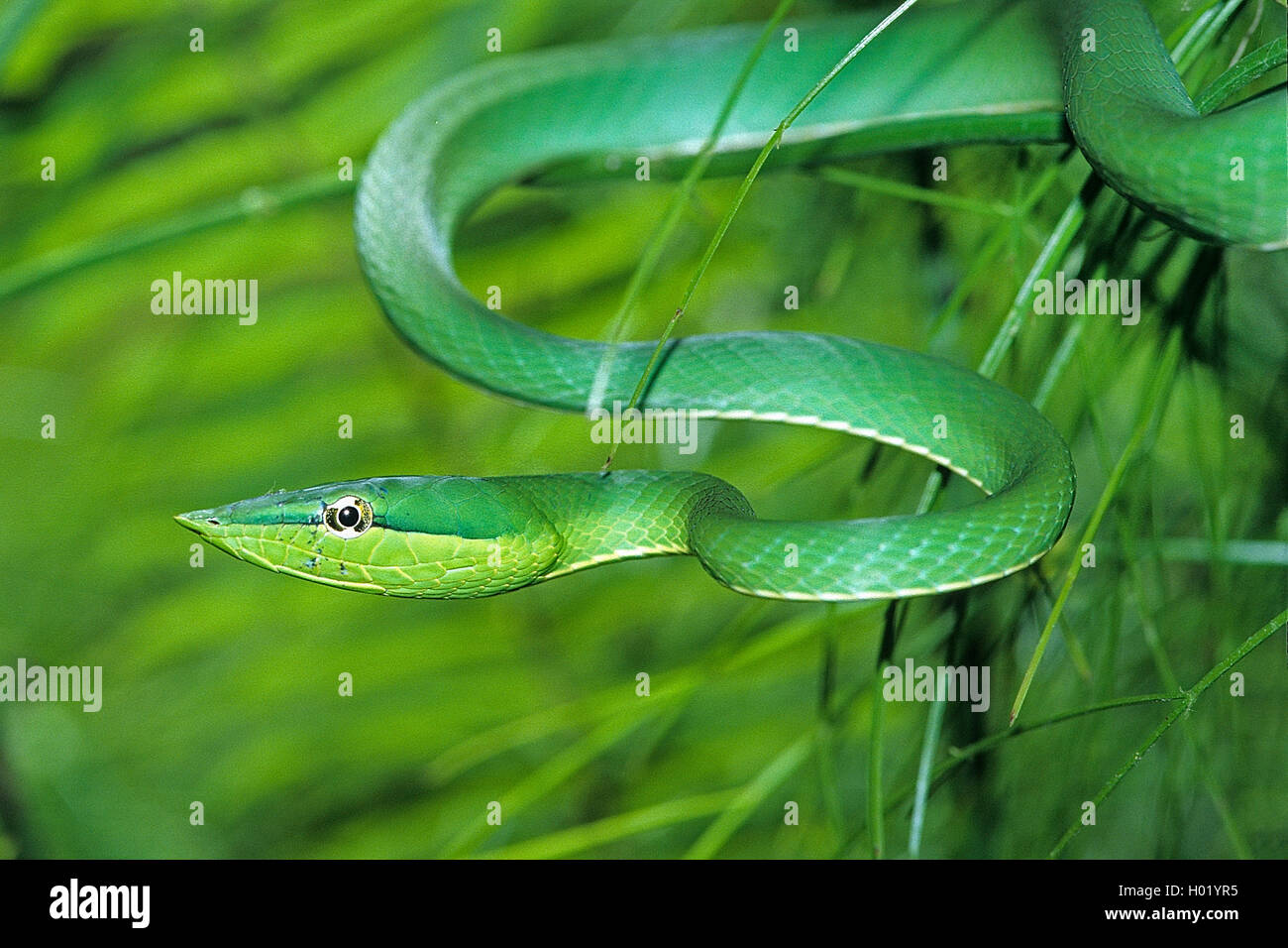 Serpent de vigne verte (Oxybelis fulgidus), vents, Costa Rica Banque D'Images