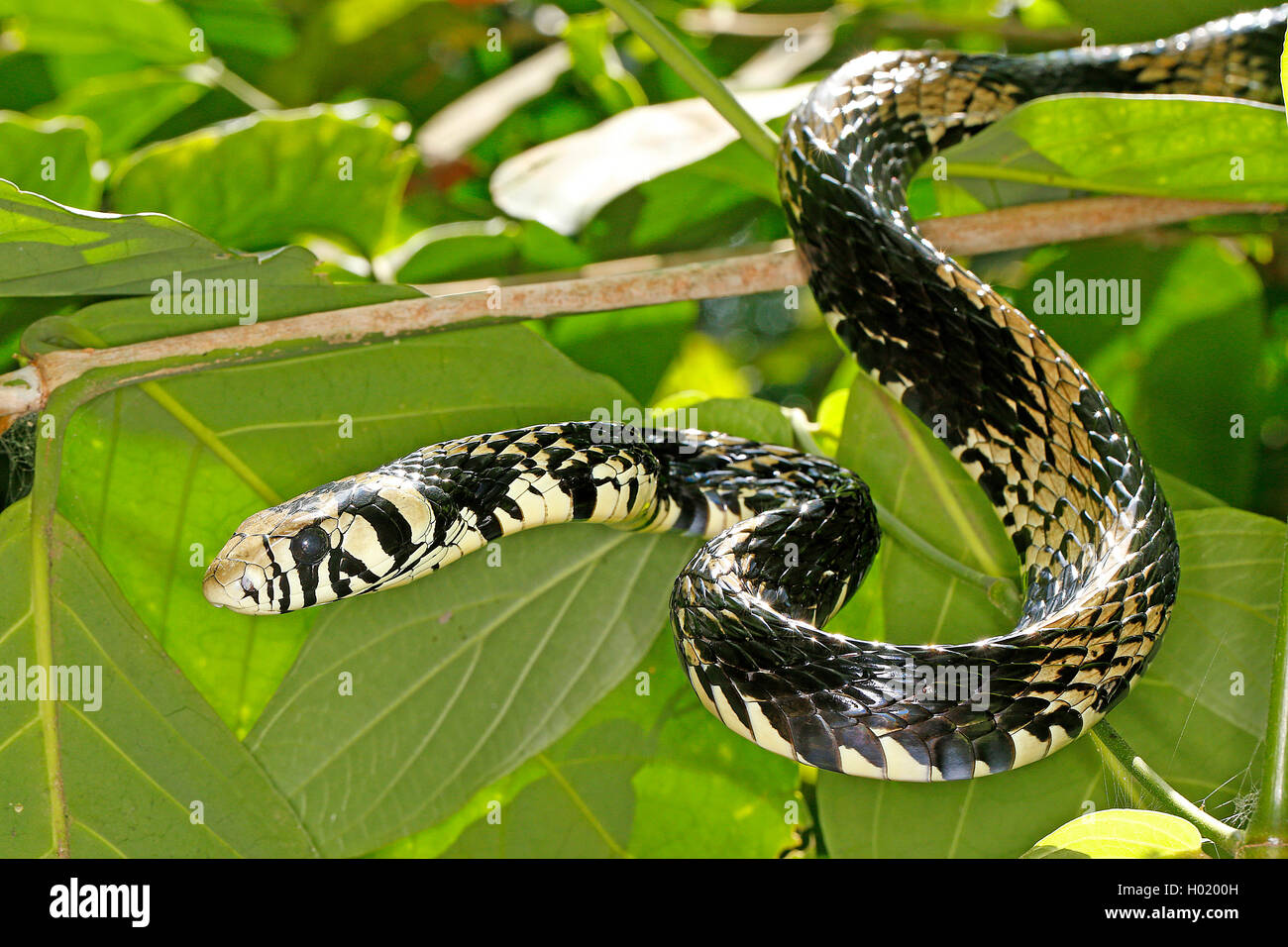 Poulet Tropical, Tiger snake Couleuvre obscure (Spilotes pullatus), Portrait, Costa Rica Banque D'Images