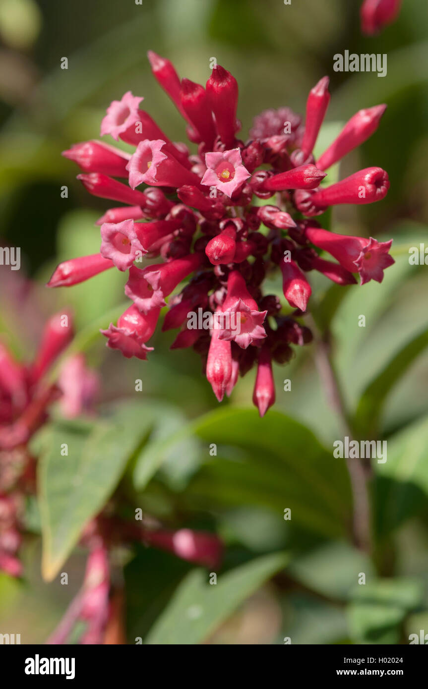 Début Jessamine (Cestrum fasciculatum), inflorescence Banque D'Images