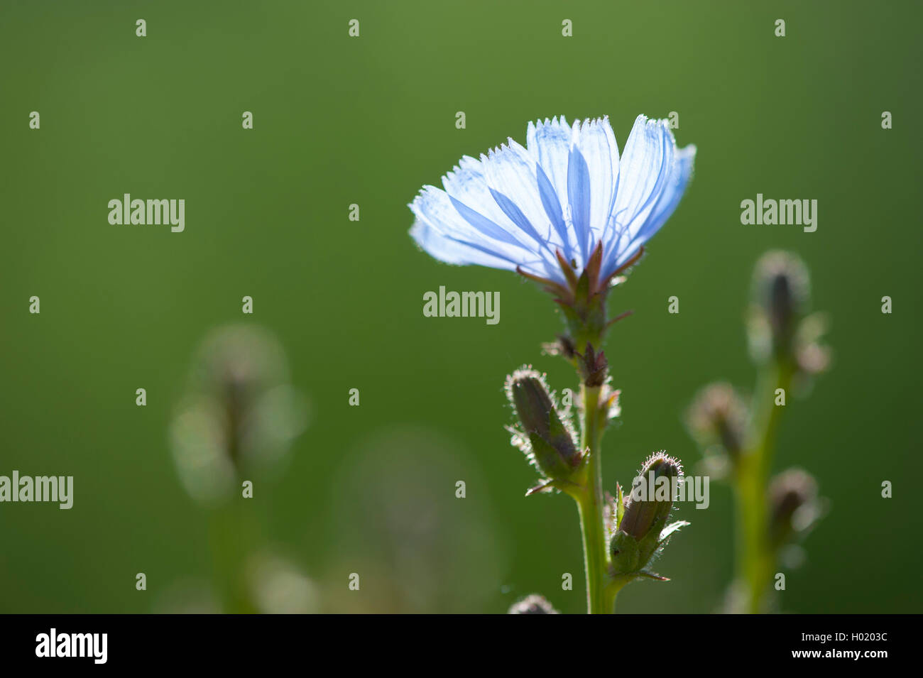 Les marins bleu commun, chicorée, wild succory (Cichorium intybus), blooming, Allemagne Banque D'Images