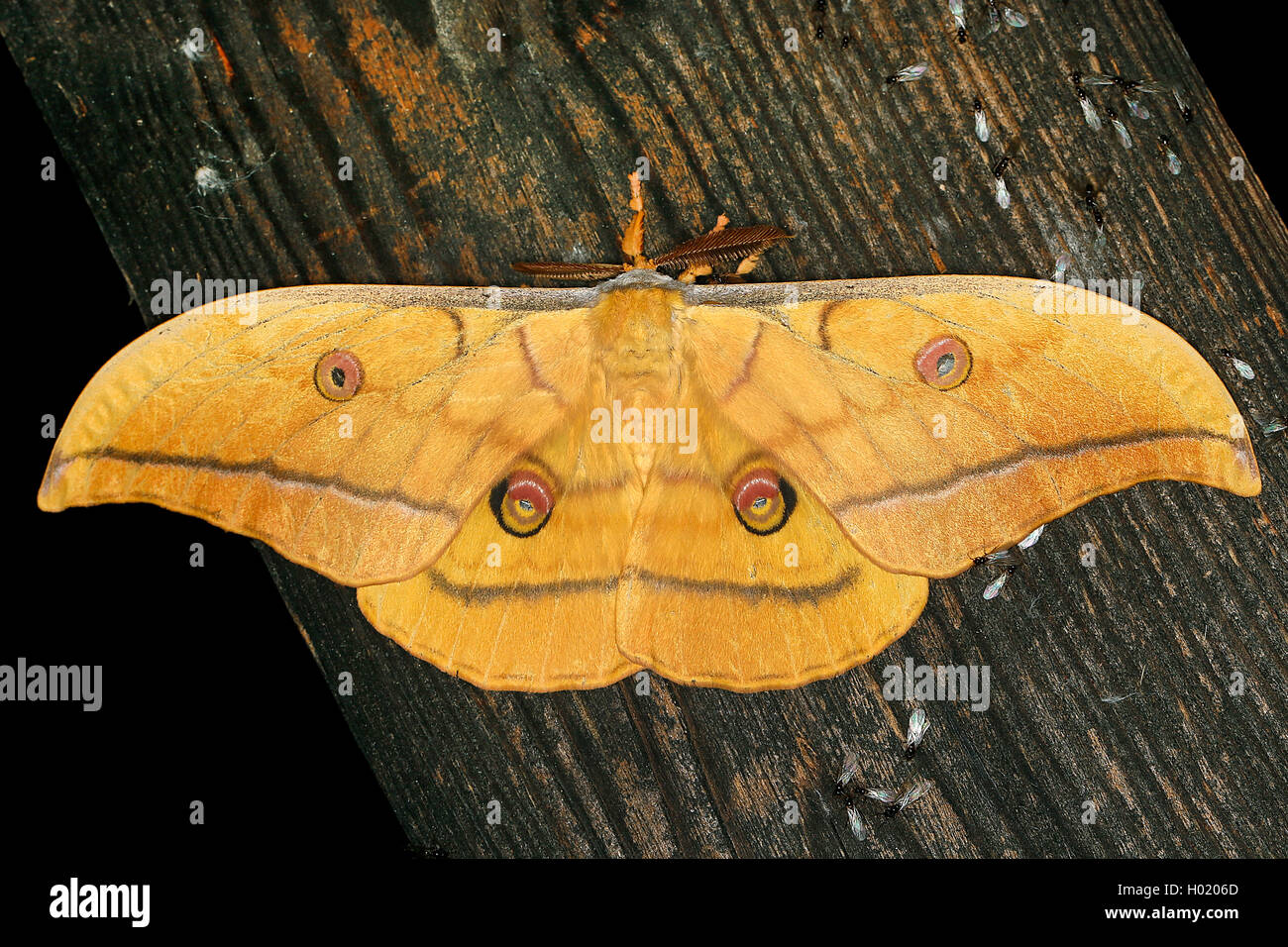 Papillon de soie japonais, japonais (Antheraea yamamai silkmoth chêne), siège au bois, Autriche Banque D'Images